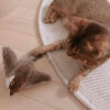 Jouet pour chat BirdBeat