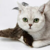 Jouet pour chat BirdBeat