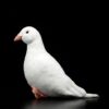 Peluche Pigeon sauvage réaliste