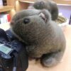 Poupée cochon d'Inde Simulation Petit Jouet en Peluche