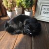 Poupées en peluche hyper réalistes pour chats endormis