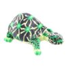 Peluche Tortue