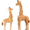 Grande Peluche Girafe