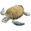 Doudou Tortue
