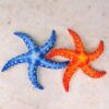 Véritable étoile de mer en peluche