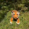 Peluche bébé tigre docile et doux
