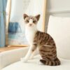 Jouets en peluche pour chat américain à poil court et siamois