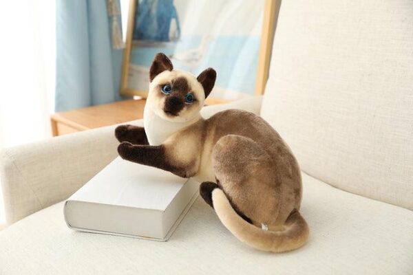 Jouets en peluche pour chat américain à poil court et siamois