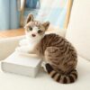 Jouets en peluche pour chat américain à poil court et siamois