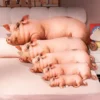 s54687d6ee790460db7c42537d4cbb6835.webp