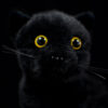 statue peluche chat.jpg