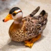 Peluche canard mandarin réaliste